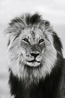 Lion (Panthera leo) male in monochrome, Kgalagadi Transfrontier Park, South Africa Lion (Panthera leo) male in monochrome, Kgalagadi Transfrontier Park, South Africa