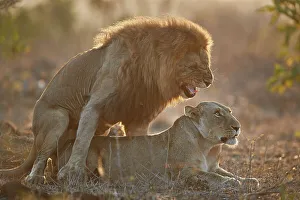 Male Animal Gallery: Lion (Panthera leo) pair mating, Kruger National Park, South Africa, Africa