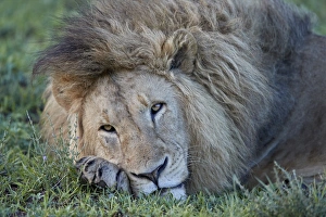 Lion (Panthera leo) resting, Ngorongoro Crater, Tanzania, East Africa, Africa Lion (Panthera leo) resting, Ngorongoro Crater, Tanzania, East Africa, Africa