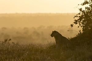 A lion (Panthera leo) resting on a termite mound at sunset, Tsavo, Kenya, East Africa A lion (Panthera leo) resting on a termite mound at sunset, Tsavo, Kenya, East Africa