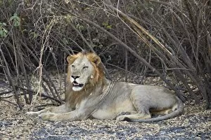 Selous Game Reserve Collection: Lion (Panthera leo), Selous Game Reserve, Tanzania, East Africa, Africa