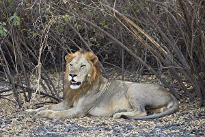 Lion (Panthera leo), Selous Game Reserve, Tanzania, East Africa, Africa Lion (Panthera leo), Selous Game Reserve, Tanzania, East Africa, Africa