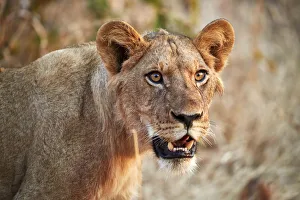 Lion (Panthera leo), young male, Ruaha National Park, Tanzania, East Africa, Africa Lion (Panthera leo), young male, Ruaha National Park, Tanzania, East Africa, Africa