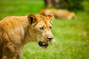 Lioness at Kruger National Park, Johannesburg, South Africa, Africa Lioness at Kruger National Park, Johannesburg, South Africa, Africa