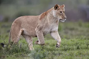 South African Gallery: Lioness (Lion, Panthera leo) running, Addo Elephant National Park, South Africa, Africa