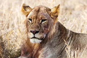 Lioness (Panthera leo) in the bush, Lualenyi Ranch, Taita-Taveta County, Kenya, East Africa, Africa Lioness (Panthera leo) in the bush, Lualenyi Ranch, Taita-Taveta County, Kenya, East Africa, Africa