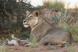 Lioness (Panthera leo) with small cub, Kgalagadi Transfrontier Park, South Africa, Africa Lioness (Panthera leo) with small cub, Kgalagadi Transfrontier Park, South Africa, Africa