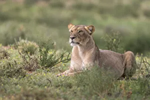 Lioness (Panthera leo) watching prey, Kgalagadi Transfrontier Park, South Africa, Africa Lioness (Panthera leo) watching prey, Kgalagadi Transfrontier Park, South Africa, Africa