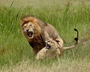 Serengeti National Park Collection: Lions (Panthera leo) mating, Serengeti National Park, Tanzania, East Africa, Africa