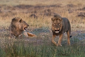 Two lions (Panthera leo) at sunset, Botswana, Africa Two lions (Panthera leo) at sunset, Botswana, Africa