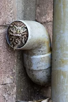 Amusing Collection: Little owl (Athene noctua) in drainpipe, captive, United Kingdom, Europe
