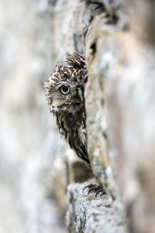 Little owl (Athene noctua) perched in stone barn, captive, United Kingdom, Europe Little owl (Athene noctua) perched in stone barn, captive, United Kingdom, Europe