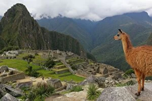 Llama standing at Machu Picchu viewpoint, UNESCO World Heritage Site, Peru, South America