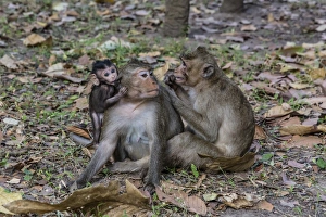 Long-tailed macaques (Macaca fascicularis) grooming near Angkor Thom, Siem Reap, Cambodia Long-tailed macaques (Macaca fascicularis) grooming near Angkor Thom, Siem Reap, Cambodia