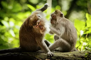 Two Animals Gallery: Long Tailed Macaques, Monkey Forest Sanctuary, Ubud, Bali, Indonesia, Southeast Asia