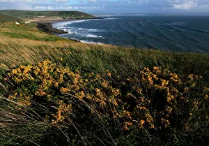 Prints of Looking across Croyde Bay from Baggy Point, north Devon, England, United Kingdom, Europe Devon Prints: North Devon Landscape Print: Croyde Bay from Baggy Point