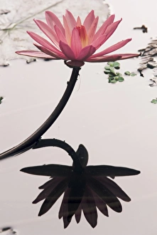Drifting Gallery: Lotus flower