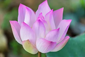 Lotus flower (Nelumbo nucifera) along the Tonle Sap River, Cambodia, Indochina, Southeast Asia, Asia Lotus flower (Nelumbo nucifera) along the Tonle Sap River, Cambodia, Indochina, Southeast Asia, Asia