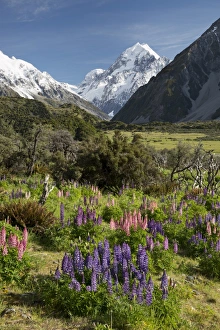 Lupins and Mount Cook, Mount Cook Village, Mount Cook National Park, UNESCO World Heritage Site, Canterbury region Lupins and Mount Cook, Mount Cook Village, Mount Cook National Park, UNESCO World Heritage Site, Canterbury region