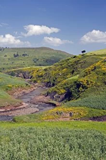 Verdant Gallery: Lush green hills and yellow Meskel flowers, Simien Mountains National Park