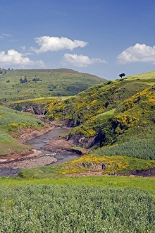 Lush green hills and yellow Meskel flowers, Simien Mountains National Park Lush green hills and yellow Meskel flowers, Simien Mountains National Park