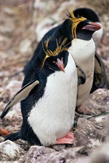 Penguin Collection: Macaroni penguins (Eudyptes chrysolophus), East Falkland, Falkland Islands