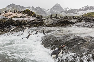 Macaroni penguins (Eudyptes chrysolophus) returning to breeding colony in Cooper Bay Macaroni penguins (Eudyptes chrysolophus) returning to breeding colony in Cooper Bay