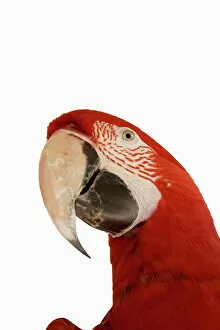 Curiosity Gallery: Macaw, South America