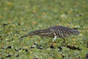 Madagascar squacco heron (Madagascar pond-heron) (Malagasy pond-heron) (Ardeola idae) Madagascar squacco heron (Madagascar pond-heron) (Malagasy pond-heron) (Ardeola idae)