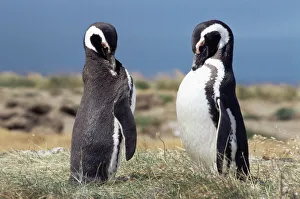Magellan penguins, Patagonia, Chile, South America Magellan penguins, Patagonia, Chile, South America