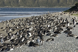 Magellanic penguins (Spheniscus magellanicus), Isla Martillo, Ushuaia, Beagle Channel, Tierra del Fuego, Argentina Magellanic penguins (Spheniscus magellanicus), Isla Martillo, Ushuaia, Beagle Channel, Tierra del Fuego, Argentina