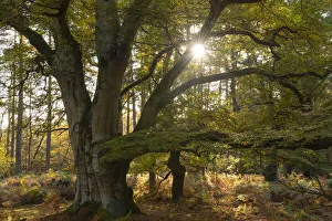 Magnificent mature pollarded beech tree in Bolderwood on a sunny autumnal afternoon Magnificent mature pollarded beech tree in Bolderwood on a sunny autumnal afternoon
