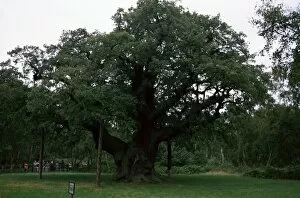 The Major Oak, Sherwood Forest, Nottinghamshire, England, United Kingdom, Europe
