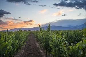 Malbec vineyards at the foot of the Andes in the Uco Valley near Mendoza, Argentina Malbec vineyards at the foot of the Andes in the Uco Valley near Mendoza, Argentina
