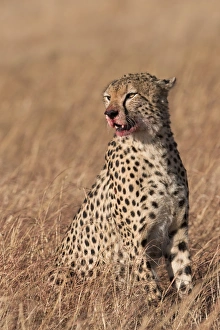 Male cheetah (Acinonyx jubatus), mouth stained with blood from feeding, Lemek Conservancy Male cheetah (Acinonyx jubatus), mouth stained with blood from feeding, Lemek Conservancy