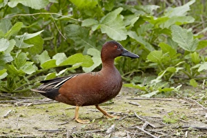 Male cinnamon teal (Anas cyanoptera), San Jacinto Wildlife Area, California Male cinnamon teal (Anas cyanoptera), San Jacinto Wildlife Area, California