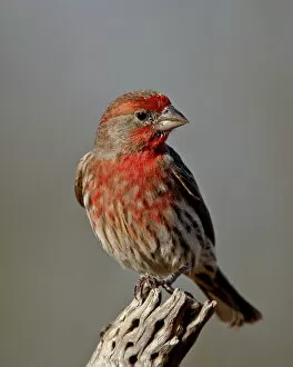 Branches Gallery: Male house finch (Carpodacus mexicanus), The Pond, Amado, Arizona, United States of America