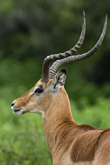 Ngorongoro Conservation Area 32 Collection: Male impala (Aepyceros melampus), Ndutu, Ngorongoro Conservation Area, Serengeti