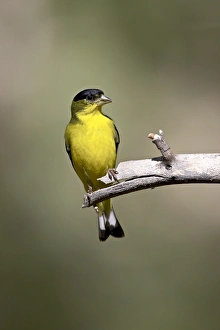 Male lesser goldfinch (Carduelis psaltria), Chiricahua National Monument Male lesser goldfinch (Carduelis psaltria), Chiricahua National Monument