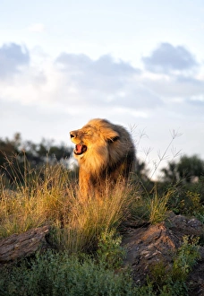 Male lion bathed in evening light and roaring, Amani Lodge, near Windhoek, Namibia, Africa Male lion bathed in evening light and roaring, Amani Lodge, near Windhoek, Namibia, Africa