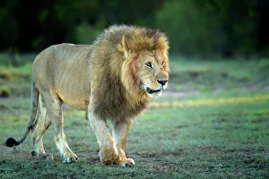 Male lion, Masai Mara, Kenya, East Africa, Africa Male lion, Masai Mara, Kenya, East Africa, Africa