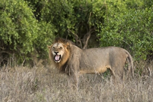 A male lion (Panthera leo), doing the flehmen grimace, Tsavo, Kenya, East Africa, Africa A male lion (Panthera leo), doing the flehmen grimace, Tsavo, Kenya, East Africa, Africa