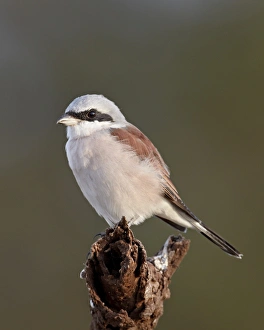 Images Dated 10th March 2011: Male red-backed shrike (Lanius collurio), Kruger National Park, South Africa, Africa