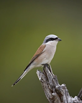 Male Red-Backed Shrike (Lanius collurio), Kruger National Park, South Africa, Africa Male Red-Backed Shrike (Lanius collurio), Kruger National Park, South Africa, Africa