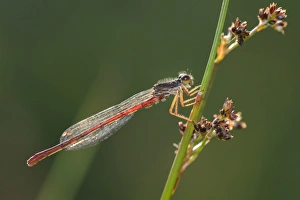 Male small red damselfly (Ceriagrion tenellum) infested with mites perched on a sedge stem Male small red damselfly (Ceriagrion tenellum) infested with mites perched on a sedge stem