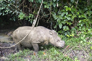 Male Sumatran rhino (Borneo rhino) (Dicerorhinus sumatrensis), Tabin Reserve, Sabah, Borneo, Malaysia, Southeast Asia Male Sumatran rhino (Borneo rhino) (Dicerorhinus sumatrensis), Tabin Reserve, Sabah, Borneo, Malaysia, Southeast Asia