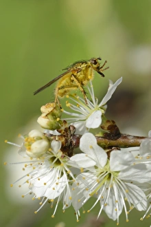 Male yellow dung fly (Scathophaga stercoraria) standing on blackthorn flowers (Prunus spinosa) Male yellow dung fly (Scathophaga stercoraria) standing on blackthorn flowers (Prunus spinosa)