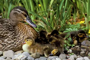 Mallard (Anas platyrhyncos) with ducklings, United Kingdom, Europe Mallard (Anas platyrhyncos) with ducklings, United Kingdom, Europe