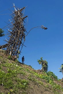 Man jumping from a bamboo tower, Pentecost land diving, Pentecost, Vanuatu, Pacific Man jumping from a bamboo tower, Pentecost land diving, Pentecost, Vanuatu, Pacific