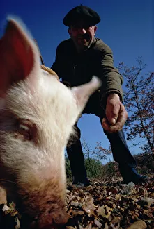 Searching Gallery: Man and his pig looking for truffles
